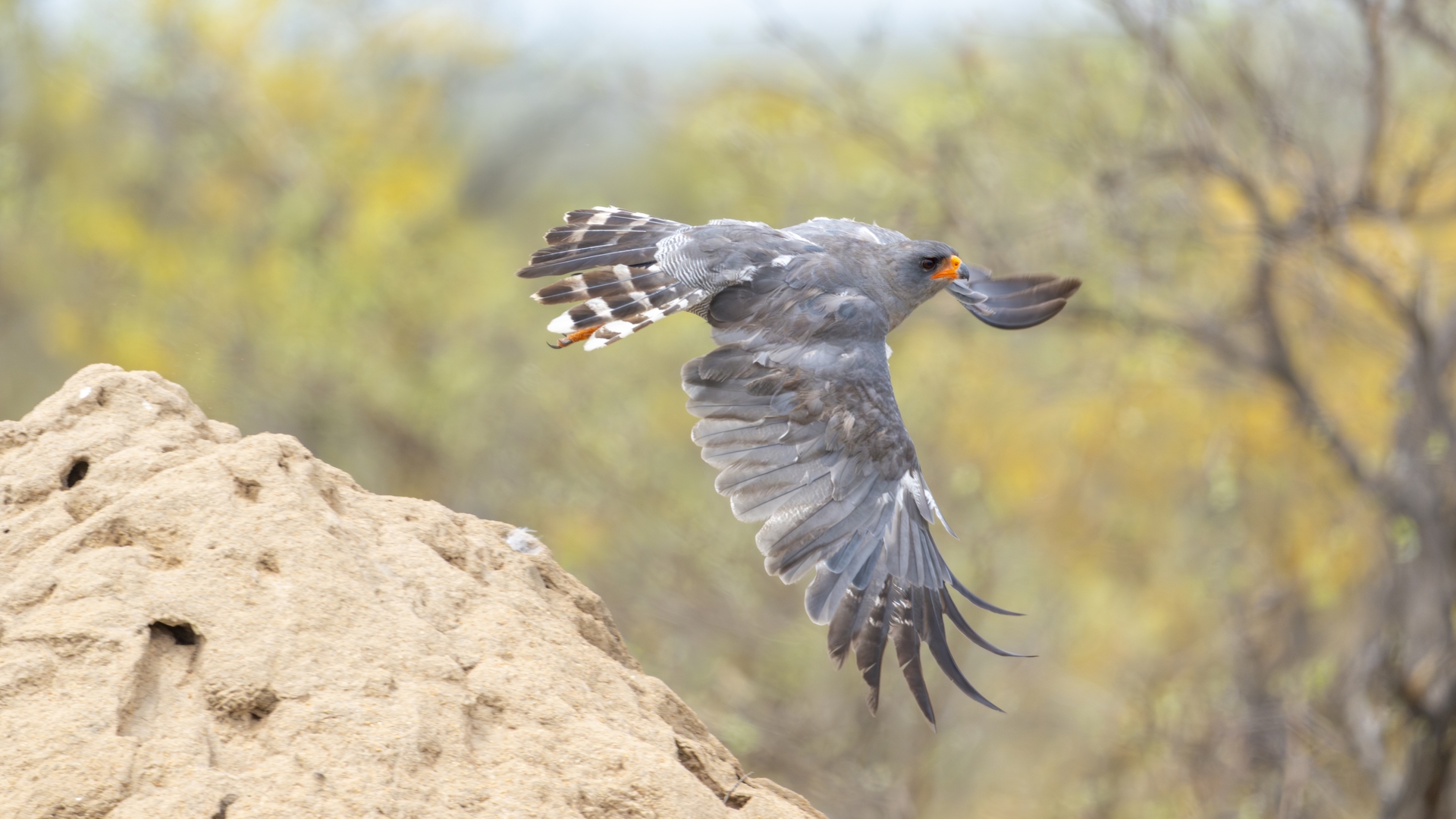 Kruger25 2025 11 06 10 08 44 ILCE 1M2 3380
